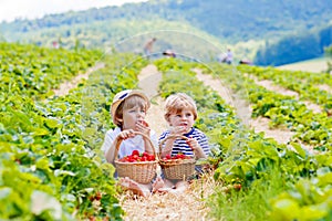 Two little sibling boys on strawberry farm in summer