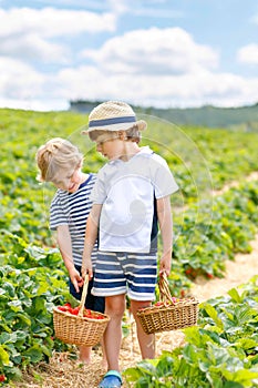 Two little sibling kids boys having fun on strawberry farm in summer. Children, cute twins eating healthy organic food