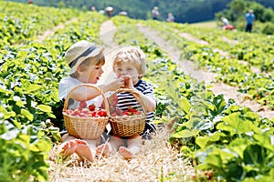 Two little sibling kids boys having fun on strawberry farm in summer. Children, cute twins eating healthy organic food
