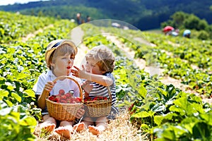 Two little sibling boys on strawberry farm in summer