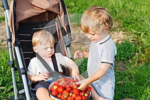 Two little sibling toddler boys on strawberry farm in summer