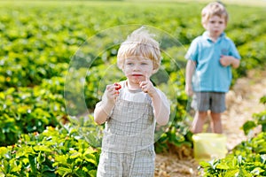 Two little sibling toddler boys on strawberry farm in summer
