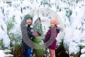 Two little siblings kid boy and girl holding christmas tree. Happy children in winter clothes choosing and buying xmas