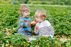 Two little siblings preschool boys having fun on strawberry farm in summer. Children, happy cute twins eating healthy