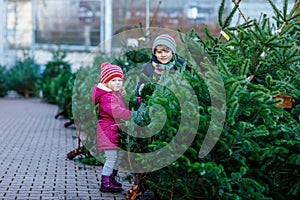 Two little siblings toddler girl and kid boy holding Christmas tree on a market. Happy children in winter fashion