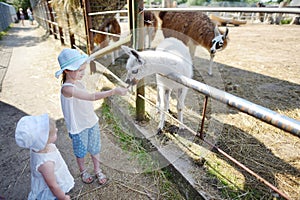 Two little sisters feeding a baby llama