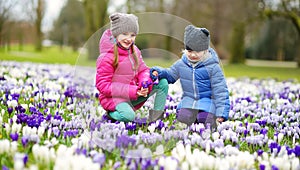 Two little sisters picking crocus flowers on beautiful blooming crocus meadow on early spring