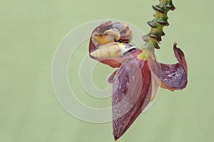 Two little snails are foraging on wild banana flowers.