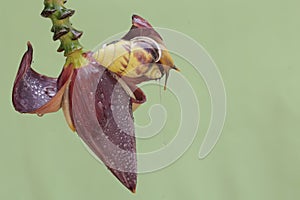 Two little snails are foraging on wild banana flowers.