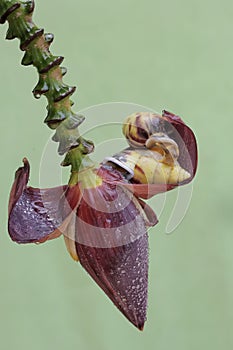 Two little snails are foraging on wild banana flowers.