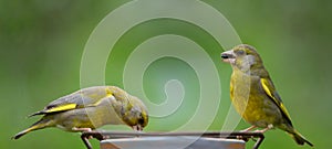 Two little songbirds sitting on a bird feeder. The european greenfinch Chloris chloris