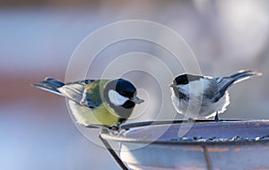 Two little songbirds sitting on bird feeder. The  great tit and  Black-capped Chickadee