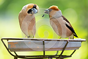 Two little songbirds sitting on a bird feeder. Hawfinch  Coccothraustes coccothraustes