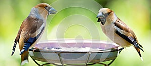 Two little songbirds sitting on a bird feeder. Hawfinch  Coccothraustes coccothraustes