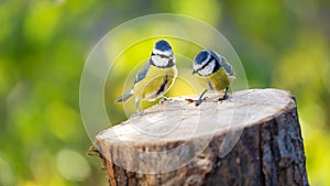 Two little songbirds sitting on the tree stump on green background. The blue tit  Parus caeruleus