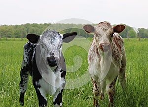Two little spotted calves standing in the field