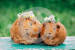 Two little sweaty guinea pigs