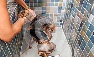 Two little wet cute and beautiful purebred Yorkshire Terrier dogs bath in the bathtub and washing fur selective focus