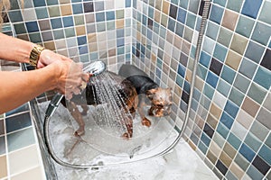 Two little wet cute and beautiful purebred Yorkshire Terrier dogs bath in the bathtub and washing fur selective focus