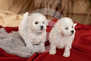 Two little white Bichon Frize dog puppies stand on red cloth on the floor. look away