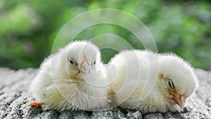 Two little white chickens are sleeping and waking up funny