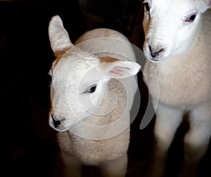 Two little white lambs