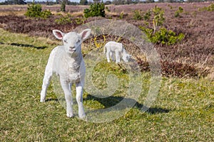 Two little white lambs in the grass in national park Drents-Friese Wold photo