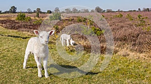 Two little white lambs in the heather fields of national park Drents-Friese Wold