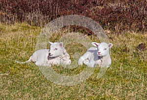 Two little white lambs lying in the grass in nature area Drents-Friese Wold