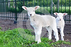 Two little white lambs standing in green grass