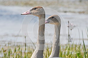Two little white swans with fine fishing wireï¼Œcloseup