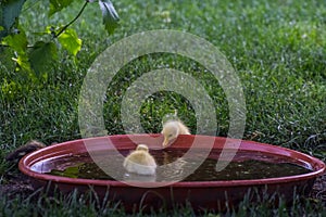 two little yellow baby ducks while bathing