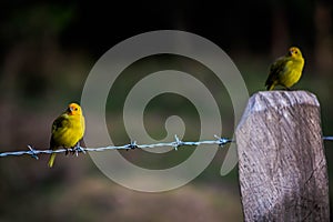 Two little yellow birds sitting on a fence and log