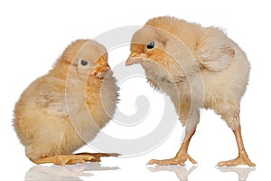 Two little yellow chicken