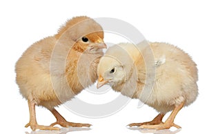 Two little yellow chicken