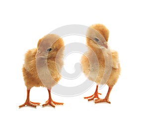 Two of little yellow kid chick standing on white