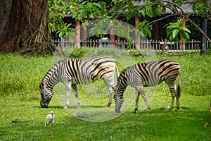 Two little zebras get eat on the green grass