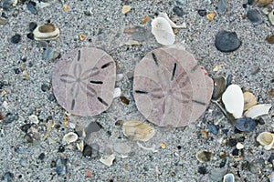 Two live sand dollars found on Indialantic Florida beach