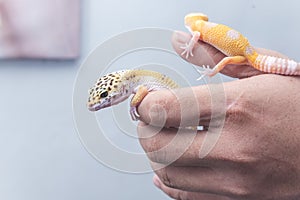 Two lively leopard geckos rest and crawl on their owner's hand. A reptile lover, pet owner or herpetologist