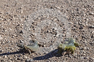 Two lizard lacertilia on stony desert, in the Sahara desert, Morocco