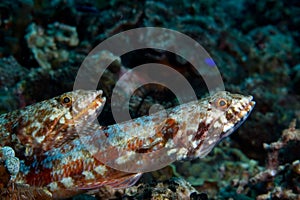 Two lizardfish on reef. Indonesia Sulawesi
