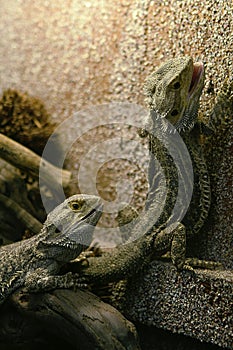 Two lizards