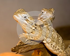 Two Lizards