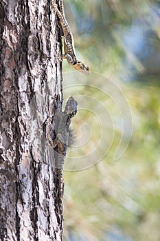 Two lizards face to face on the pine tree - agama lizard sits in Turkey - Stellagama stellio