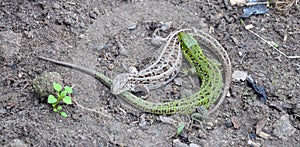 Two lizards are fighting on the ground photo