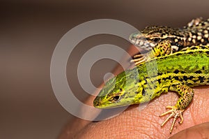 Two lizards in hand