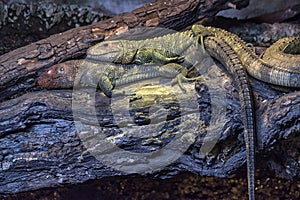 Two Lizards Lying Together on a Log