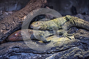 Two Lizards Lying Together on a Log