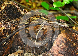 Two lizards on rocks