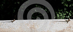 Two lizards sitting on a stone wall